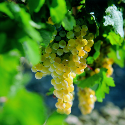 racimo uva palomino -vinos de jerez