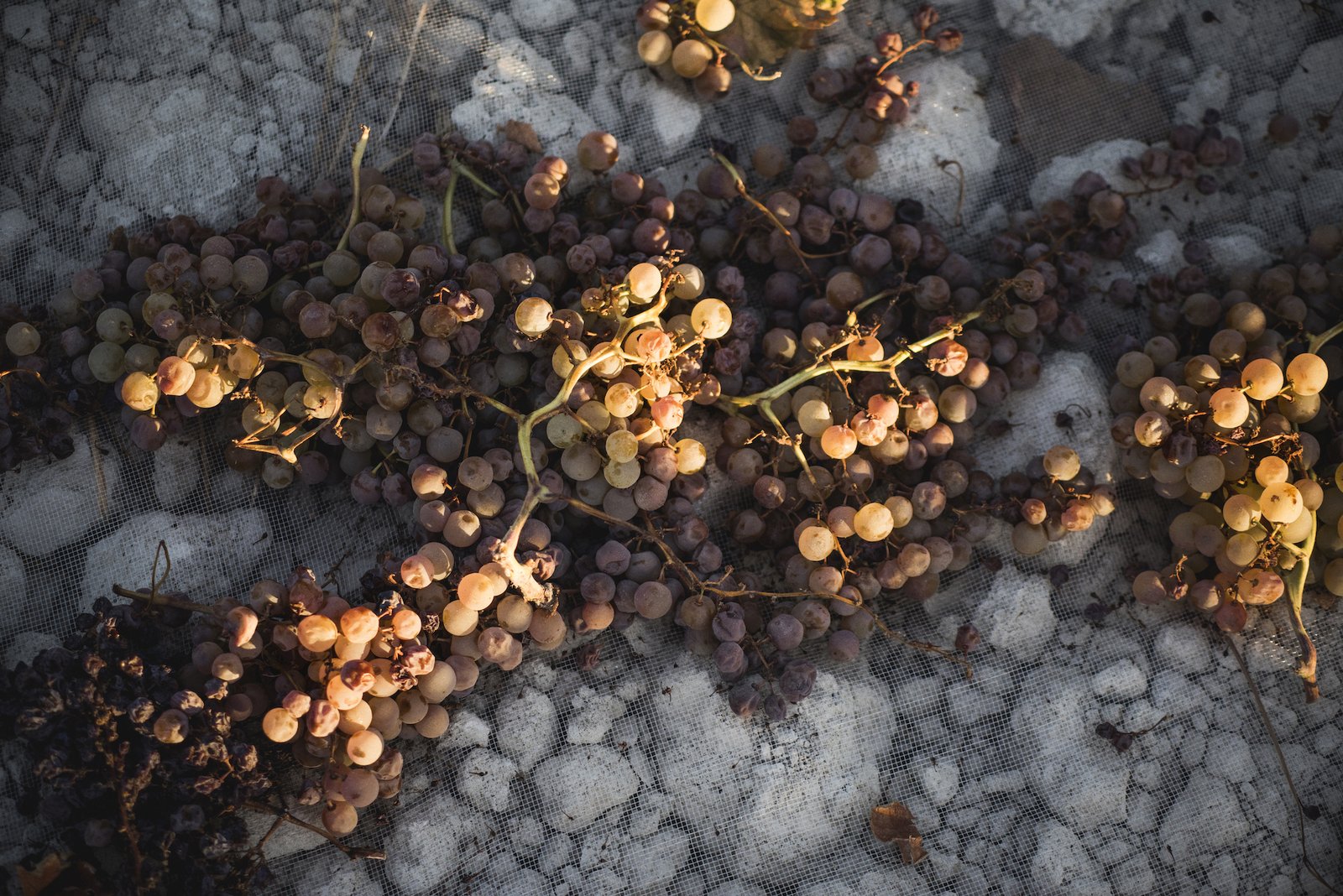 uva Pedro ximenez vinos de jerez sherry wines